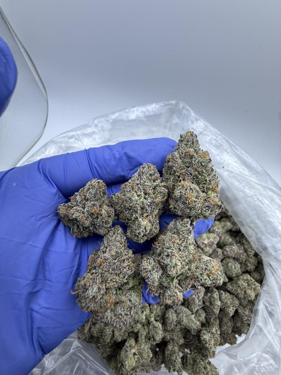 Blue-Candy-Runts-🍬🍬🍬.jpg Blue Candy Runts 🍬🍬🍬 - Image 1